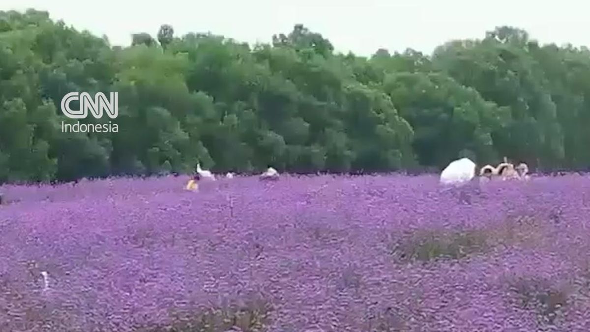 Hamparan Bunga Verbena di China Bikin Wisatawan Kepincut